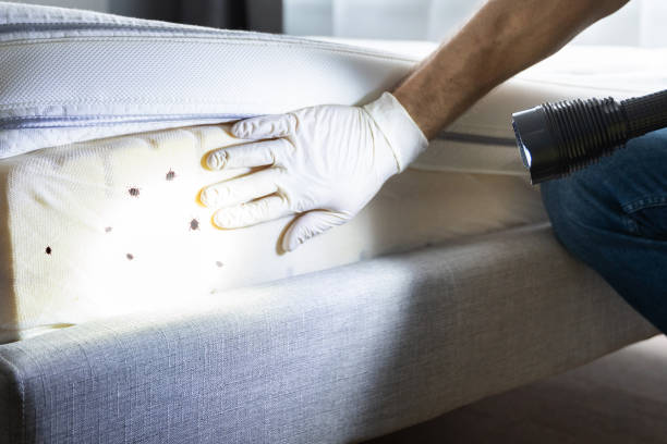 Best Termite Control Services  in Perryville, AR