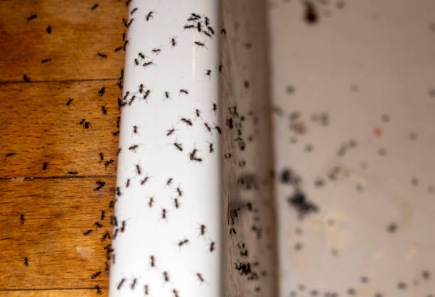 Wasp Removal Services in Perryville, AR
