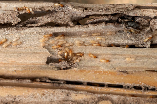 Best Pest Removal Services  in Perryville, AR